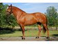 Haveluck Stables