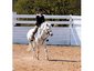 Old School Equestrian