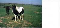Dalton Ranch