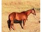 BobbinBar Ranch