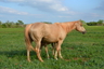 Clugy Horses