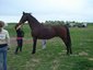 Sanche Performance Horses
