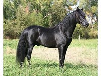 Rising Star Ranch