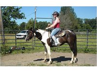 Majestic Meadow Stables