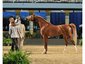 Prima Arabians