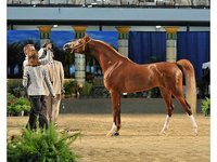 Prima Arabians