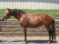 FeatherLee Acres