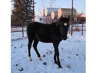 Rocky Pine Ranching