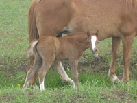 Salmon River Welsh Ponies