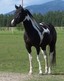 Nickeric Ranch