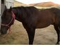 Lazy Dollar Horses