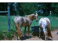 Blue Sparkle Ranch