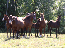Centaur Breeding Farm_124