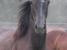 Centaur Breeding Farm_70