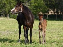 Centaur Breeding Farm_74