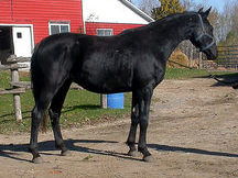 Centaur Breeding Farm_80
