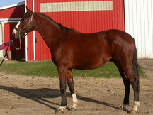 Centaur Breeding Farm_81