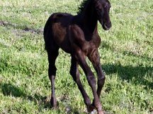 Centaur Breeding Farm_82