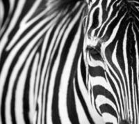 How the Zebra Got Its Stripes How the Zebra Got Its Stripes