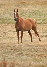 US horse industry suffers six years of hyperinflation