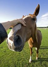 Horse Therapy Helps Veterans Break Through PTSD Horse Therapy Helps Veterans Break Through PTSD