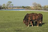 Manure management — important to horse owners