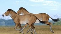 Three-toed horses once roamed TIbetan plateaus, skeleton reveals