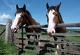 Genetic study pins horse domestication to steppes