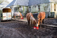 Charity calls for help saving UK horses Charity calls for help saving UK horses