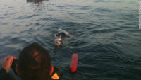 Horse rescued after swimming 2 miles into ocean