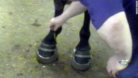 Video shows 'cruel and inhumane practice' used to train horses