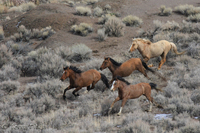 Wild Horse Controversy in Kansas