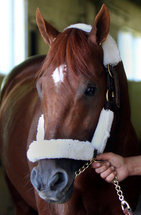 Taking Aim at Triple Crown, and Not Wasting Much Time