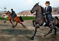 Tennessee Walking Horse furor renews abuse battle