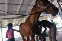 Horses, people connect at Cape Coral's Saddlewood Ranch Horses, people connect at Cape Coral's Saddlewood Ranch