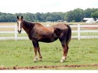 Starved horse on the trail to recovery