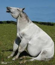 Hindgut Microflora's Potential Role in Equine Obesity Hindgut Microflora's Potential Role in Equine Obesity