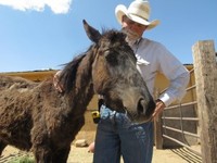 Proposed horse slaughterhouse polarizes industry Proposed horse slaughterhouse polarizes industry