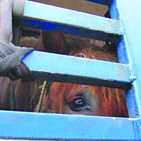 Europe closer to ending long-haul horse abuse Europe closer to ending long-haul horse abuse