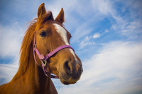 Federal judge temporarily bans helicopters in horse roundups Federal judge temporarily bans helicopters in horse roundups
