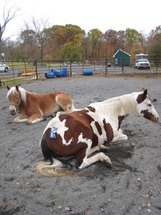 Ten Minute Trick- Making a Bombproof horse Ten Minute Trick- Making a Bombproof horse
