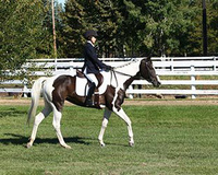 Rookie Riders Show