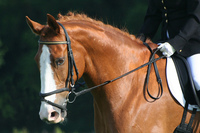 Team USA shine in the Paralympic Equestrian events