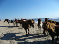 Wild Horses: Yes or no? Wild Horses: Yes or no?