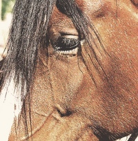 Horses Rescued from Cruel Treatment! Horses Rescued from Cruel Treatment!