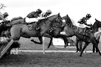 Presvis, a Top Horse, Died due to Colic