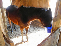 Rise in Feed Prices 