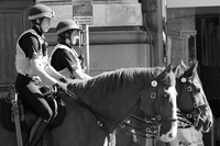 Charged for Feeding a Police Horse Charged for Feeding a Police Horse