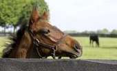 Horse racing's queen mothers: Zenyatta, Rachel Alexandra in broodmare battle to deliver ultimate foals