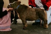 Illinois may allow mini horses as service animals